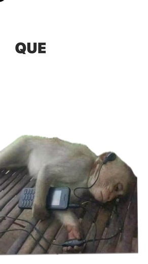 #monkeys #paratiiiiiiiiiiiiiiiiiiiiiiiiiiiiiii | monkey videos