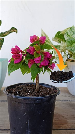 43K views · 436 reactions | Just 1 Spoon and The Plant Will Bloom so Many FLOWERS | Gardening Ideas | Facebook