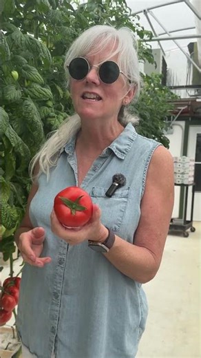 Picking Our Most Anticipated Crop 🍅 #harvest #gardening #farmseason