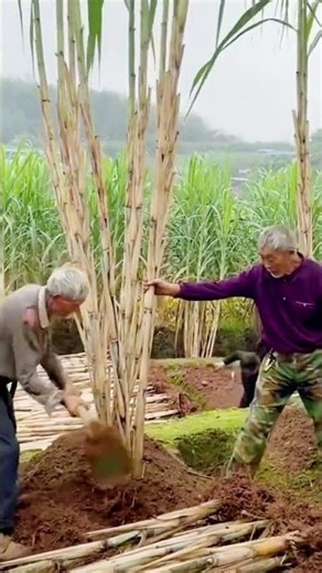 sugarcane farmer harvesting techniques #shorts