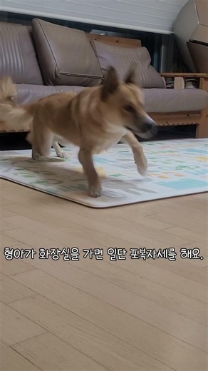 밍키가 화나면 이렇게 변합니다.