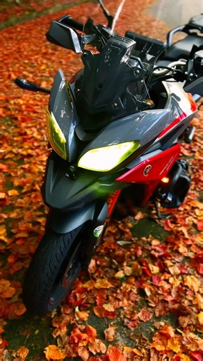 Maple. In a beautiful forest.