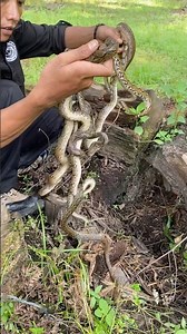 Begini ketika ketemu sarangnya