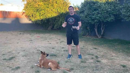 Why tug is not just a game in dog training