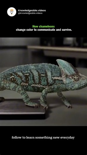 Knowledgeable Videos on Instagram: "Chameleons change color using layers of specialized skin cells. Chromatophores hold red, yellow, and brown pigments, while iridophores reflect blue and white light. By expanding or contracting these layers, chameleons create different colors and patterns. These changes respond to temperature, light, stress, and social signals, helping them hide from predators, attract mates, communicate mood, and regulate body heat. The process is fast, precise, and vital for 