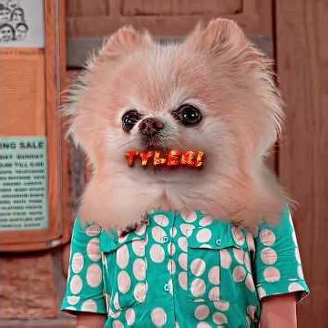 🐾⟪Dog with a blog ⟫I can’t believe I became the dog’s wingman!#edit #shrots #tvshow