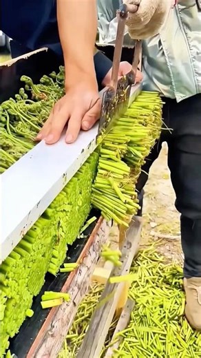 Perfect Root Trimming That Feels Surprisingly Satisfying #work #farming