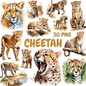 Watercolor Cheetah Clipart Bundle, Savanna Animal Clipart, Cheetah Illustrations, Transparent PNG Graphics, Commercial Use - Etsy