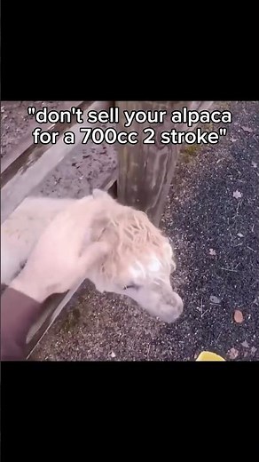 Beppo??? 😭 #alpaca #700cc #2stroke