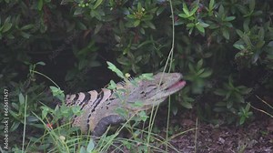 Black spiny-tailed iguana, ctenosaura similis, big reptile eats green leaves in the garden Stock Video