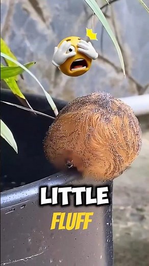Don’t Touch This “Cute” Caterpillar 😱 (It’s EXTREMELY Painful!)