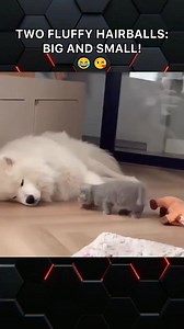 Two fluffy hairballs: big and small! 😂😘 | Animals Being Cute