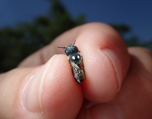 Scientists discover nest, new northern range of Florida’s rare blue calamintha bee
