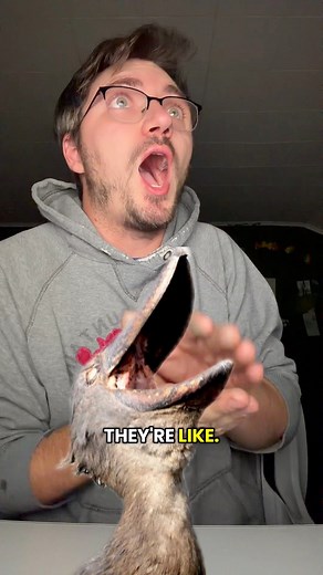 I remembered! So, they aren’t storks 🙂 They’re actually more closely related to herons and pelicans! #shoebillstork #birds #wildlife #animals #biology | Devon the Nature Guy