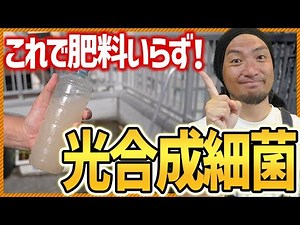 Can be cultivated using the power of the sun! How to make photosynthetic bacteria