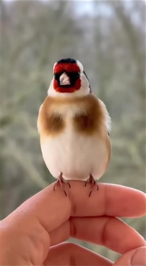 European Goldfinch Singing – Close Up Beauty