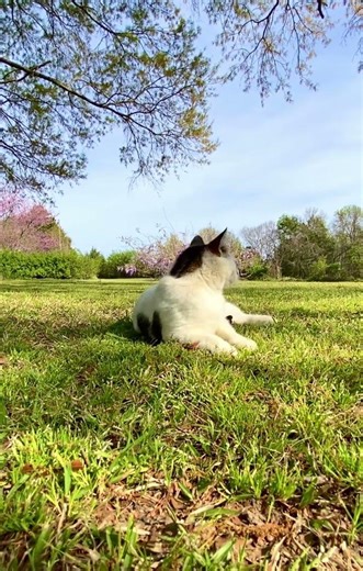 Harley’s Beautiful Spring Day 😻❤️