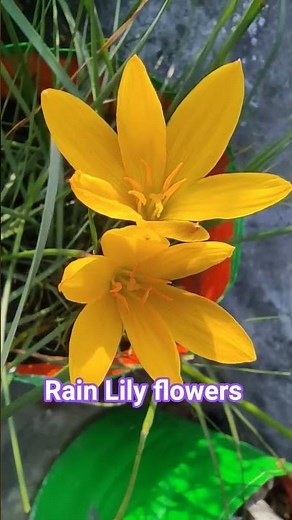 Home gardening tips for beginners to grow healthy plants