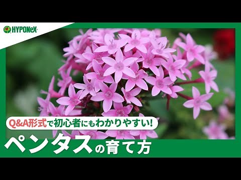 ☘181：ペンタスの育て方｜ペンタスの育て方｜長く次々と咲かせる方法は？水やりや肥料などの管理方法もご紹介