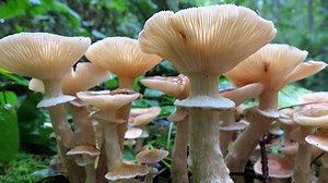This 2,000-year-old killer fungus is the world's largest living organism. | Insider Tech