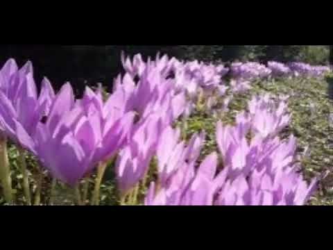 Gabriela Nehmert - Colchiques dans les prés ( canon, automne, Herbst)