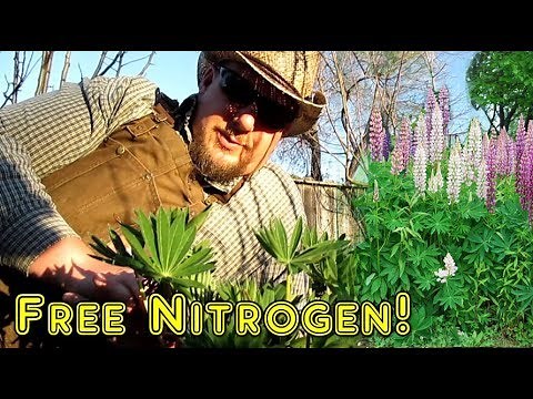 Lupine: The AMAZING Nitrogen Fixing Flower | Plus, How To Propagate More Plants By Basal Cutting