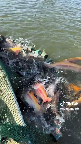 Lake Amador Resort on TikTok