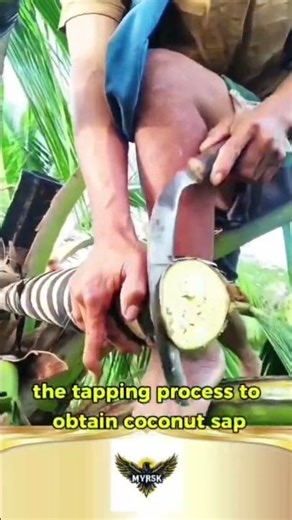 the tapping process to obtain coconut sap #shorts