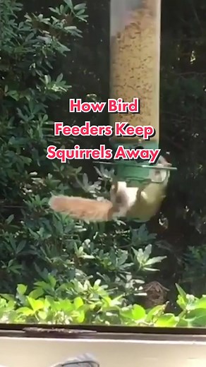 Squirrel-proof bird feeders are cleverly designed, making this squirrel fly around for quite some time. #physicsfun #squirrelproofbirdfeeder #usefulproduct