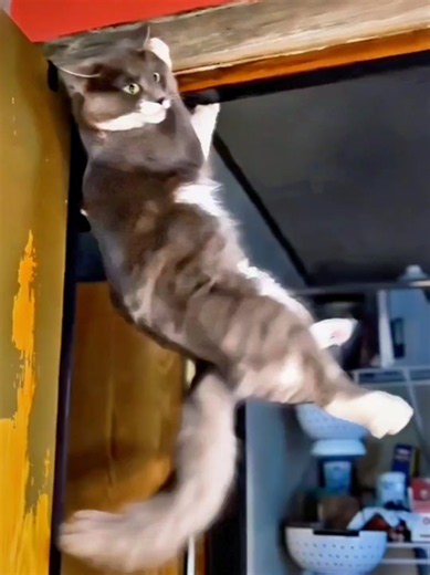 Funny Cats Compilation 2026 — Best Funny Animals Video Part 260