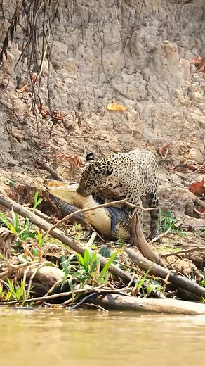 5.4K views · 20 reactions | The food chain in wild﫤 | Anna Tang | Facebook