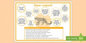 Animal Adaptations: Snow Leopard Display Poster
