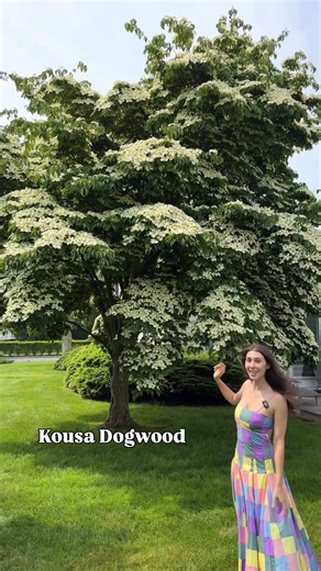 My thoughts on the Kousa Dogwood. So pretty, but so invasive. You don’t have to rush out to remove yours, but if you’re thinking about planting a dogwood consider Flowering Dogwood or Red Osier Dogwood (to name a few US natives). #gardeningtips #gardening #nativeplants #invasivespecies #gardeningforbeginners | Blueacre Garden