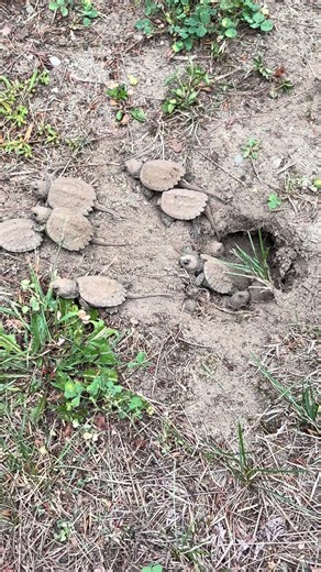 Baby Snapping Turtles Hatching: How They Find Water Instinctively