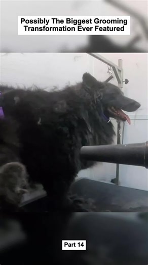 Essential Tips for Dog Grooming Success