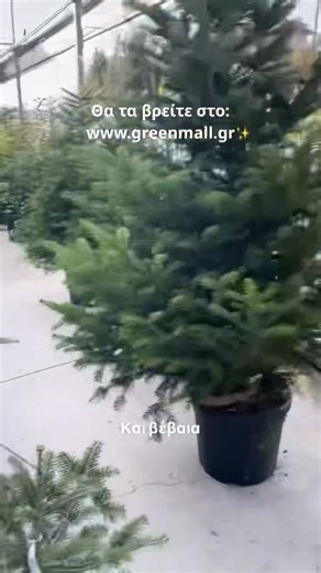 Τα πιο όμορφα χριστουγεννατικα Έλατα είναι εδώ 🌲🎄 Έλατα που μαγεύουν τον χώρο σας δίνοντας του μια ζωντάνια. Έλατα, που θα εντυπωσιάσουν κάθε επισκέπτη στα γιορτινά τραπέζια... Έλατα ριζωμένα και καταπρασινα φέρνουν τη φρεσκάδα του δάσους στο σπίτι σας … έτοιμα να τα στολίσετε 🎅🏼 Τα καλύτερα φυτα στις καλύτερες τιμές της αγοράς❗️ 📍Garden Center Dolaptsis "GreenMall" ☎️ 25520 81227 #gardencenter #christmastrees #christmas2025 #orestiada #ελατα #abies #christmasdecor #futa #fyta #ελατο #Ορεστ