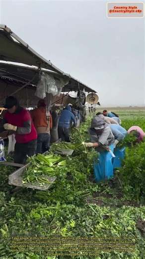 Celery Harvest in Action: Farm Workers at Full Speed