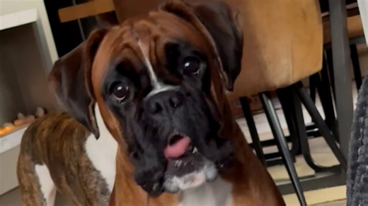 Boxer dog hilariously wiggles tongue with excitement