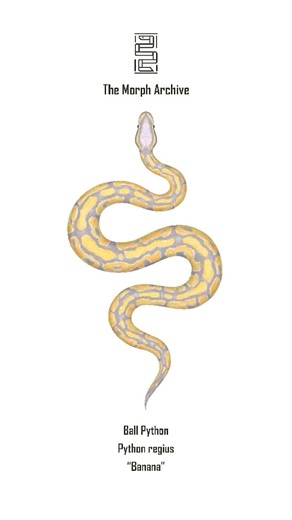 Illustration of the Banana Ball Python (Python regius) by The Morph Archive