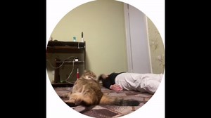 Cat hilariously mimics owner’s workout in Chelyabinsk, Russia