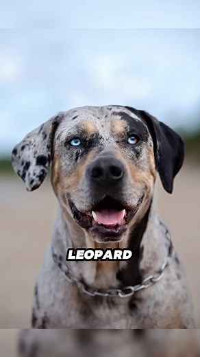 Catahoula Leopard Dog Webbed Feet: A Unique Adaptation