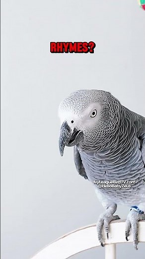 African Grey Parrot Sings “Row Row Row” 🎶 | Learning Rhymes & Phonics with Baby Zeus