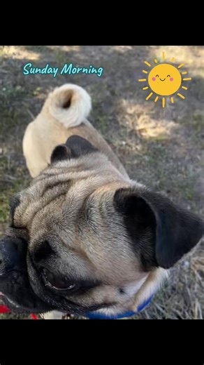 Puggy Timmy enjoying his Sunday Morning Walk🐾#pug #pugsoftiktok #viral #puglife #fyp