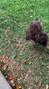 11K views · 606 reactions | Skipper pupdate! Our little PWD poof had...