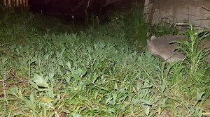 the hedgehog went hunting. night shooting. a nocturnal animal. wildlife.