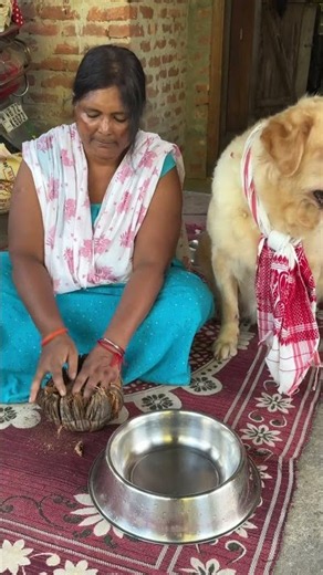 # mummy Banaya ga Narial ka Laddu # my dog teed ❤️# golden retriever, dog 🐕 #￼￼