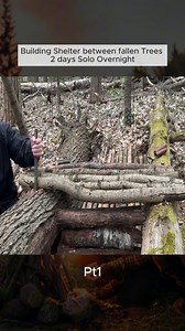 Pt1 Building Shelter between fallen Trees 2 days Solo Overnight #survivalcamps #build #outdoors #survivaltips #survivalskills #camping #fyp #foryou #foryoupage #bushcraft #bushcrafting #shelter #building #builde #bushman | Glynis Hadnott