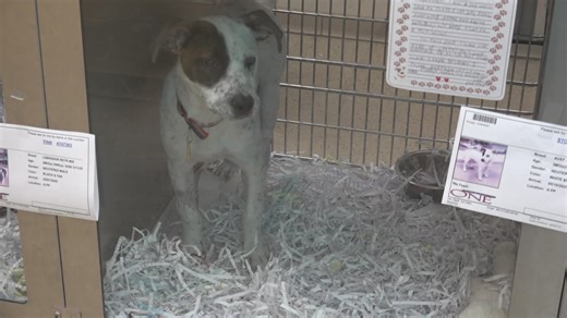 Shelters reunite St. Louis pets with owners after tornado, offer vital aid