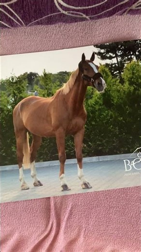 KOCHAM JE ( Pierwsza to Bella/Balerina drugi to Meteor/My Boy Meteor) 🫶🏼🫶🏼🫶🏼🫶🏼