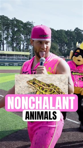 Do turtles actually sound like that 🤔 #funny #funnyvideo #animals #animalvideos #comedy #shorts